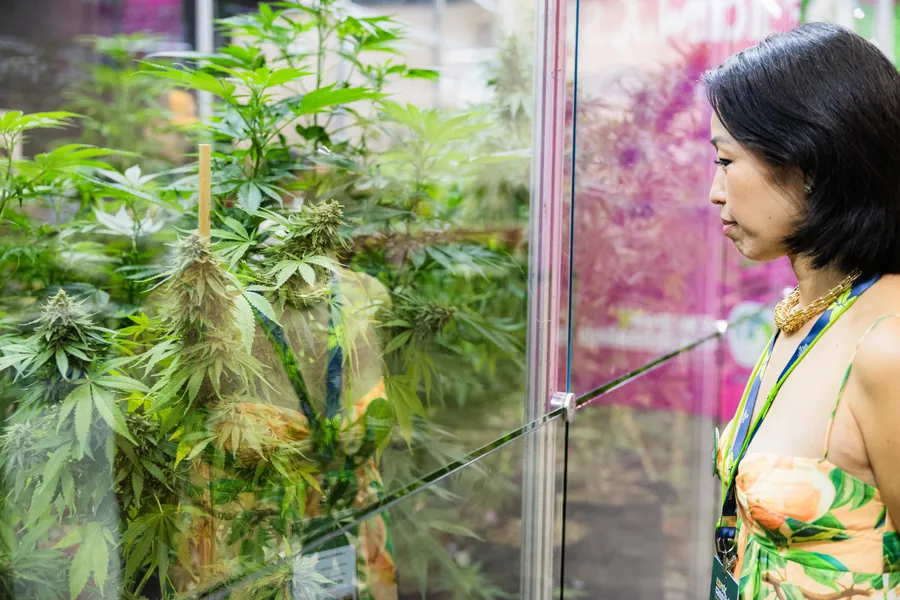 ExpoCannabis Brasil 2025, dia 1